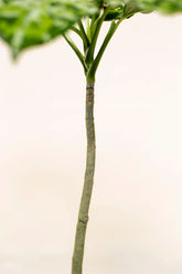 Aglaonema pictum var. 3 color "regular form"